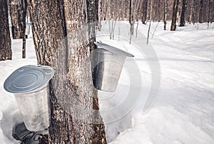 Collecting sap from trees to produce maple syrup