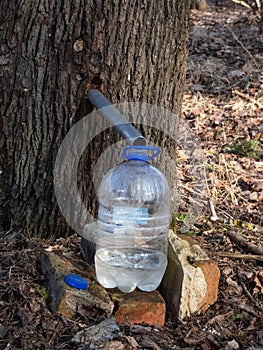 Collecting sap from trunk of maple tree to produce maple syrup. Sap dripping into a reused plastic bottle