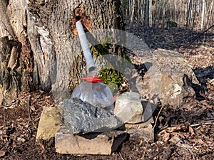 Collecting sap from trunk of maple tree to produce maple syrup. Sap dripping into a reused plastic bottle