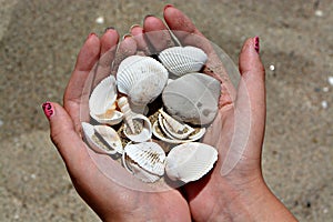 Collecting Seashells