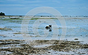 Collecting seaweed on the seaweed plantations near the beach