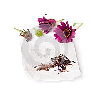 Collecting seeds of purple cape daysy flowers