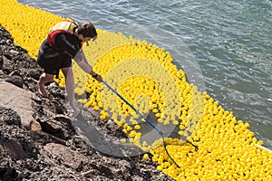 Collecting thousands of rubber ducks after a duck race on the harbor