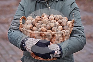 Collecting walnuts in a basket