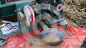 Collecting wheat in a basket falling from the wheat thresher machine