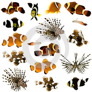 Collection of 17 tropical fish
