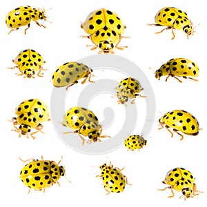 Collection of 22 spot ladybird