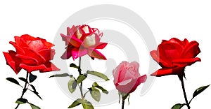 Collection of 4 roses isolated