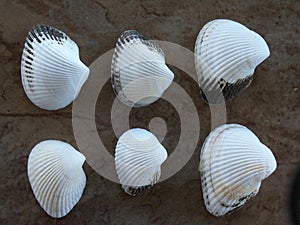 Collection of 6 Ponderous Ark Seashells