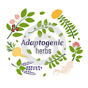 Collection of adaptogen plants. Set of ayurvedic herbs. Flat vector