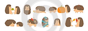 Collection of adorable hedgehogs carrying mushrooms and berries, playing with autumn leaves, sleeping. Set of cute