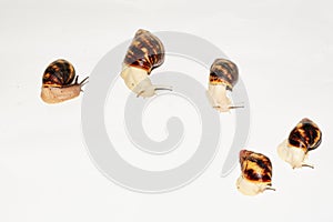 Collection of African achatin snails, archachatin on a white background