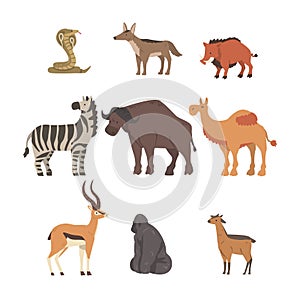 Collection of African Animal, Buffalo, Zebra, Camel, Cobra Snake, Gorilla Wild Predator and Herbivore Jungle Savannah