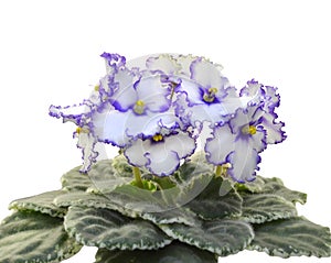 Collection African violets. Lonestar Twilight