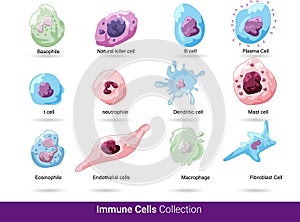 Collection of all the blood cells vector illsutaion. Neutrophil, eosinophil, macrophage, dendritic cell natural killer cell, blood photo