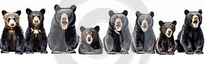 Collection of American Black Bears - Standing, Sitting, Screaming, Lying - Isolated on White Background - Wildlife Animals