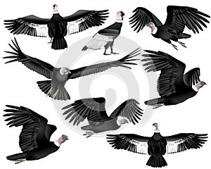 Collection of andean condor vulture bird in colour image