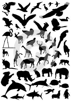 Collection of animal vector 2