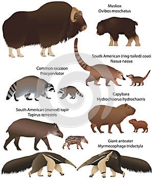 Collection of animals with cubs living in the territory of North and South America: muskox, common raccoon, south american tapir,