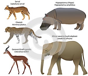 Animals of Africa serval, cheetah, gerenuk, hippo, elephant photo