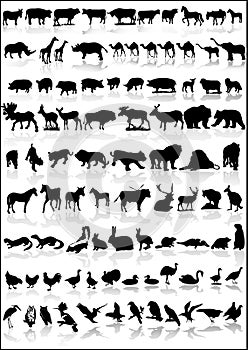 Collection of animals vector