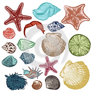 Collection of  antique hand drawn shells, starfishes and sea objects for summer design