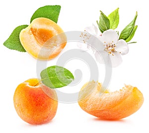 Collection of apricots photo