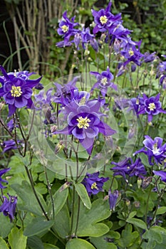 A collection of Aquilegia flowers in purple