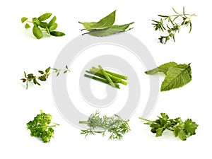 Collection of aromatic herbs