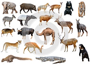 Collection of asia animal isolated