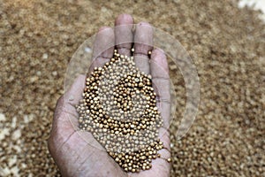 coriander seeds