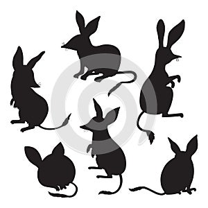 Collection Australian animal bilbies. Isolated Linear outline drawings, coloring book. Vector illustration.
