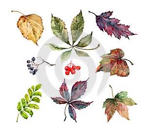 Collection of autumn colorful leaves maple, birch, rowan berries, wild grapes. Isolated elements on a white background. Hand drawn