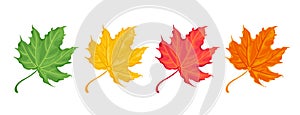 Collection of autumn colorful maple leaves. Red, orange, yellow and green fallen tree leaf.