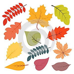 Collection of autumn leaf. Botanical design elements. Vector illustration