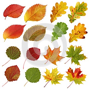 Collection of autumn leaves, aspen and elm, oak and maple, isolate.
