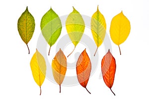 Collection autumn leaves of cherry tree isolated on white. With