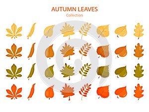Big collection of autumn leaves of different colors
