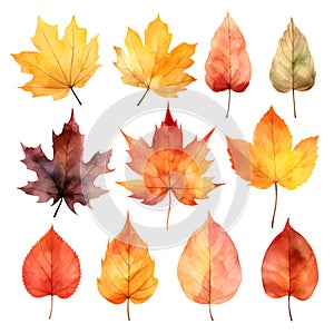 collection of autumn watercolor leaves on a white background