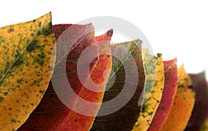 Collection of autumnal leaf