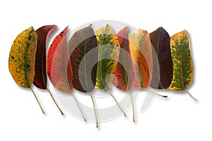 Collection of autumnal leaf