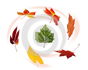 Collection of autumnal leaf