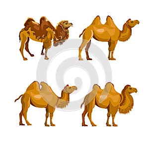 Collection of bactrian camels