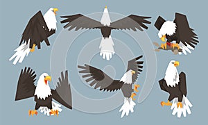 Collection of Bald Eagles in Various Poses, Pride and Power Predatory Bird Vector Illustration