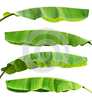 collection banana leaf isolate on white background