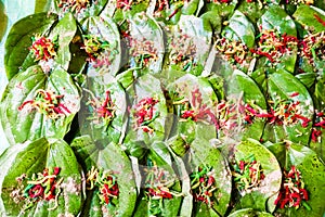 Collection of banarasi paan betel leaf with masala displayed with displayed for sale at a shop.