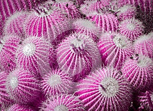 Collection of Barrel Cactus in Infared Color