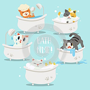 The collection of bathtime of cat