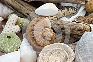 Collection of beach findings