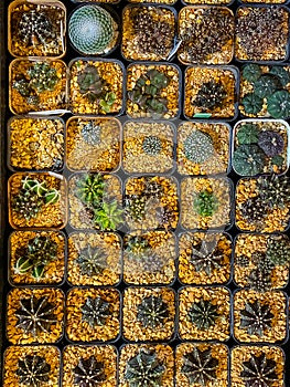 Collection of beautiful cactus in pot